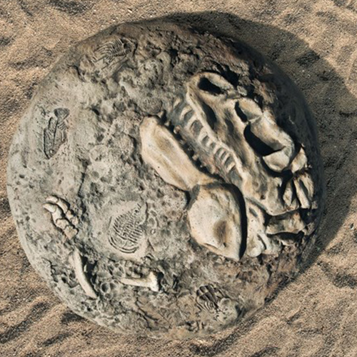 CAD Drawings Landscape Structures Inc. Fossil Digs T-Rex Bones